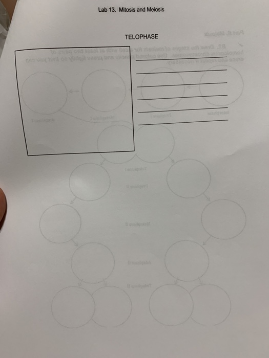 Lab 13. Mitosis and Meiosis TELOPHASE