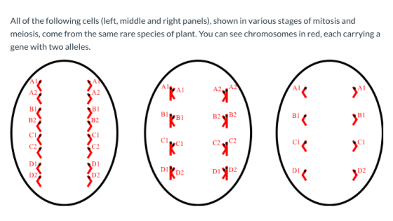 All of the following cells (left, middle and right panels), shown in various stages of mitosis and meiosis, come from the sam