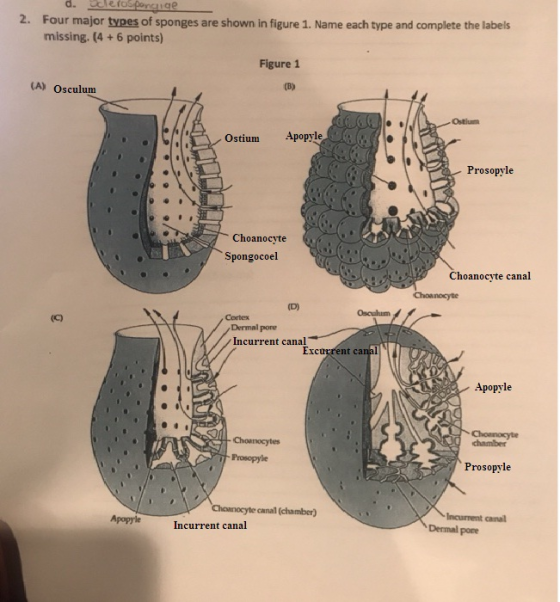 d. Sclerosporciige 2. Four major types of sponges are shown in figure 1. Name each type and complete the labels missing. (4 +