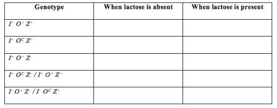 Genotype When lactose is absent | When lactose is present Ιο Ζ I I O Z I OCZ /1 OZ TO ZNI OZ