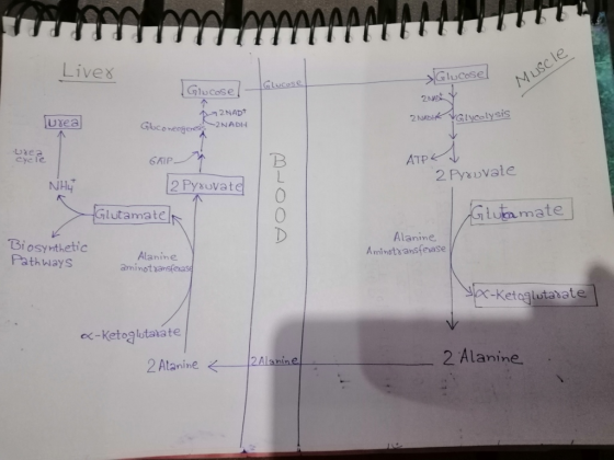 Lives e. GluCosel Glucose(- 24蚊 uxea 2NAD 2NADI 2k Glyoelysis 2 N cycle ATP NH니 2 Pyx vale 2 Pysuvat lutamate utamate Bi osyn
