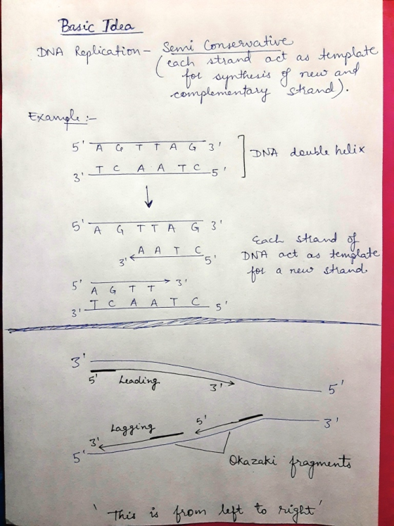 Basic Idea DNA Replication - Semi Conservative / each strand act as template I for synthesis of new and complementary strand)