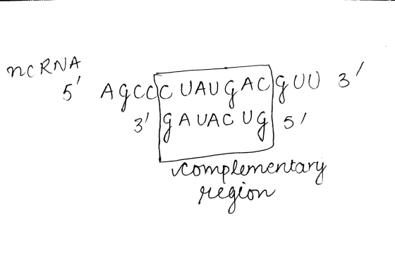 NCRNA 5 Ageda LAUGACIGUU 31 ° 3 G A VACUgl 51 complementary region