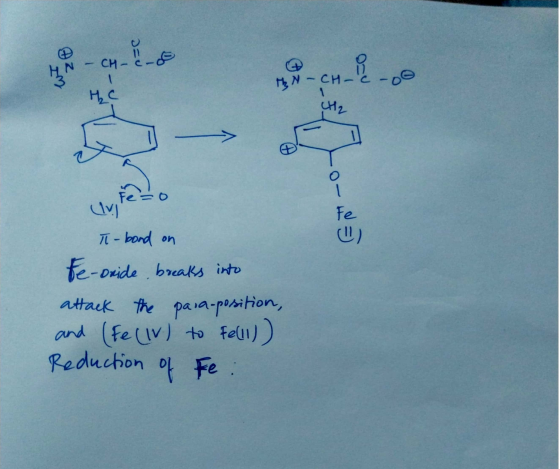 - CH2-E 8-10 Im - TheN-CH-c 1 ң, с CH2 Fero (17) T-bond on te-oxide, breaks into เป =) attack the para-position, and (Fe (IV