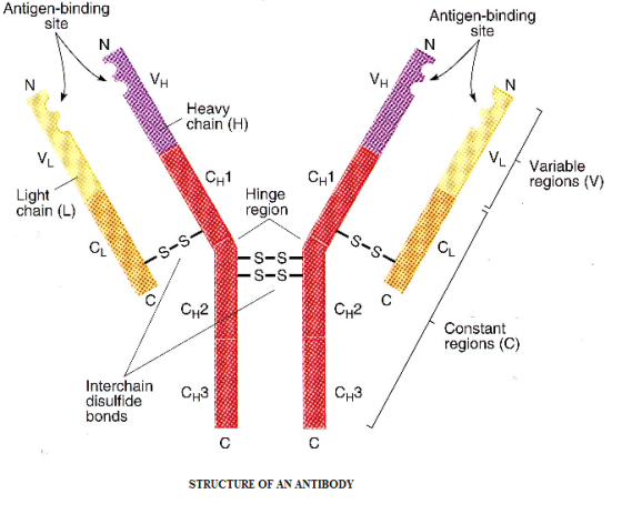 Antigen-binding site Antigen-binding site Heavy chain (H) LVariable CH1 regions (V) Light chain (L) Hinge region S-S S-S CH2