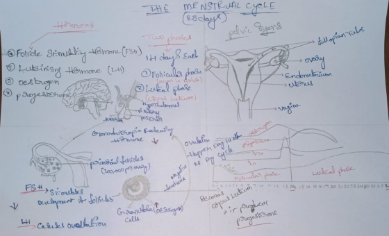 THE MENSTRUAL CYCLE THE es daye, lvic ayons fallopian Tubes Hormones Two pharles Follicle Simulating tomone (FSH), et St 14 d