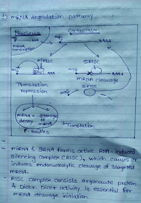 1) mRNA degradation pathway - Nucleus Cytoplasm MAG AAA АААА MRNA tronscription MIRISC SIRISC നീG BiscLARA m7G AAAA R. MRNA c