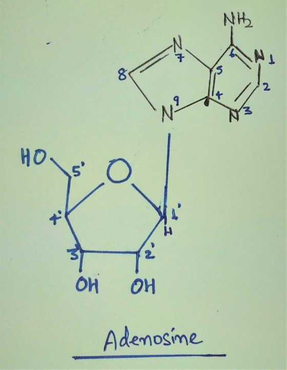 IN 애 애 Adenosine