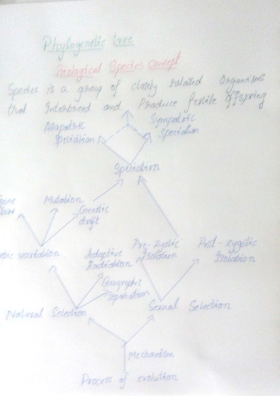 orical Spacie o Alopa Midalion ow ndic dnft oltol Saedion Sanal Seleetion Mechann ocess 이 evol