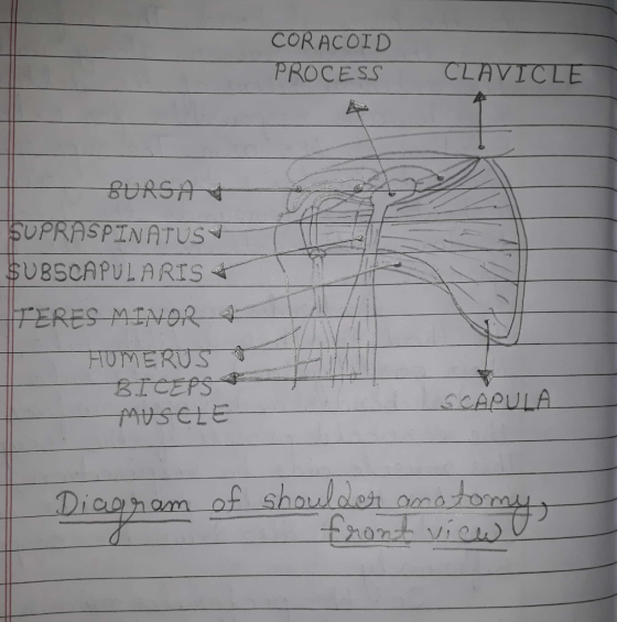 CORĄCOID PROCESS CLAVICLE BURSA SUPRASPINATUS $UBSCAPULARIS + TERES MINOR & HUMERUS BICEPS MUSCLE SCAPULA Diagram of shoulder