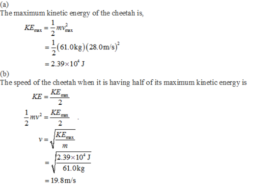 The maximum kinetic energy of the cheetah is, KEmax (61.0kg) (28.0m/s) 2.398 104 J The speed of the cheetah when it is having