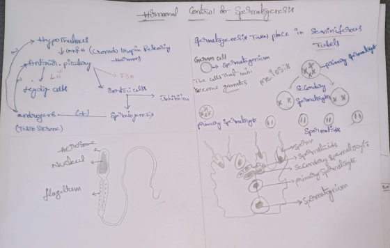 Homonal control of Spermatogenesit in Seminiferous germatogenesit Takes place Tubels t own Hormon) Gesum cell x-primary perma