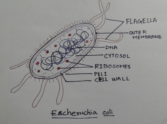 FLAGELLA OUTER MEMBRANE -PILI Eschemichia col
