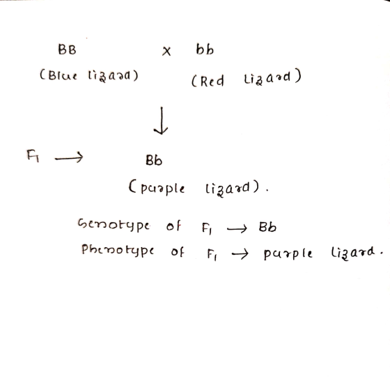 BB X bb (Blue lizaad) (Red Liqaod) - F Bb Cpuople lizard). Genotype of fi Phenotype of fi → Bb → purple lizard.