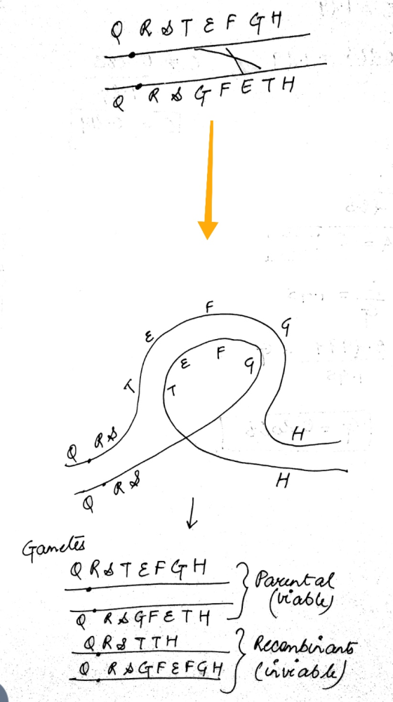 Q R S T E F G H TRAGFETH T/ & Rs R S Q Gametes QRST EFGH A ? Parental 20 T (viable) (rable) QRA GEETH QRSTTH ? Recombinants Q