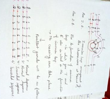 Au. 2. A Intran loop aangement the chromosome of mind Due to formation of enuerson Ans. 2.B. loop in which gene T and € also