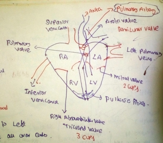 Ansta Arols vahve vena Caja Semi Luna val ve Valve RA LAと 、ve Veini ou minal we Infemo ood 3 CUP