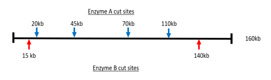 Enzyme A cut sites 20kb 45kb 70kb 110kb 160kb 15 kb 140kb Enzyme B cut sites