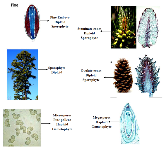 Pine Pine Embryo Diploid Sporophyte Staminate cones Diploid Sporophyte Sporophyte Diploid Ovulate cones Diploid Sporophyte Mi
