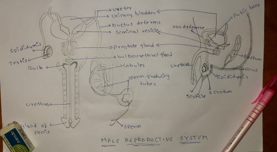 Pubic bone tureter → Urinary bladdert Ductus de tevens seminal vesice vas deterence vaso Epididymis. prostate glonda bulboure
