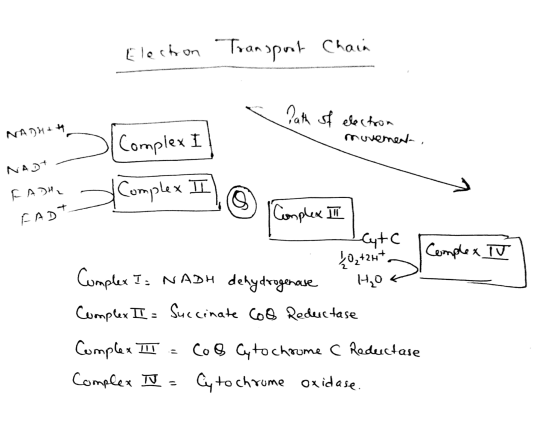 Electron Transport Chain a Nath of electron NADHIH movement, NADA NABic Complex I Fabre Complex I) FADT C Complex TV 1 implex