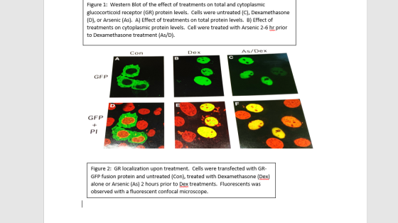 Figure 1: Western Blot of the effect of treatments on total and cytoplasmic glucocorticoid receptor (GR) protein levels. Cell