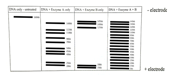 DNA only - untreated DNA + Enzyme A only DNA + Enzyme Bonly DNA + Enzyme A +B - electrode 160kb 140kb 145kb 140kb 125kb 115kb
