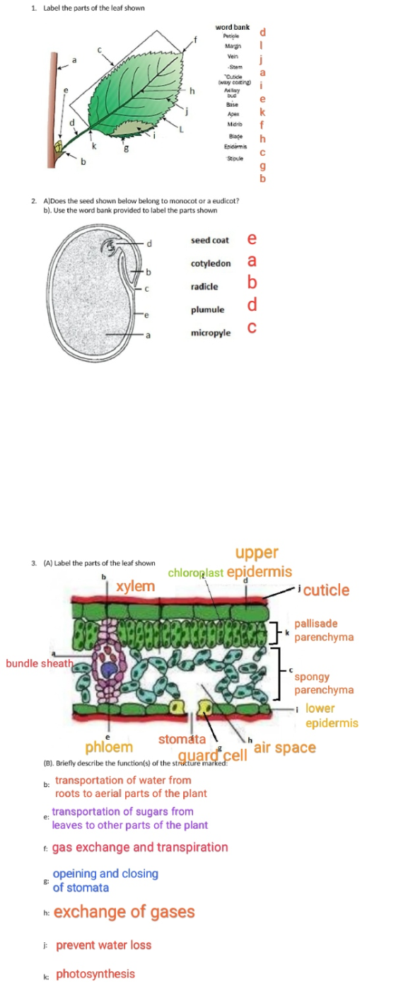 1. Label the parts of the leaf shown word bank Potile Margh Vein Stem Cutice waxy coating Base Marib Blace Endinis Stipule 2