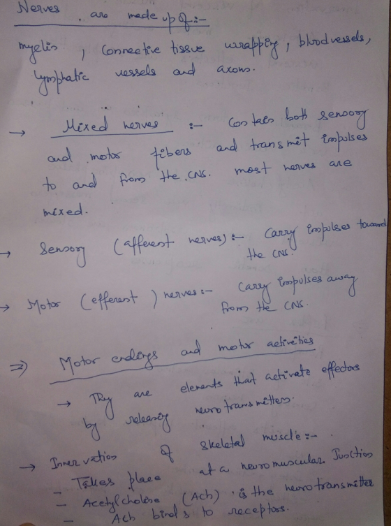Conneetie bssue ahe vassels and atons genDo ane mels and trans mit tmpulses hixed ulges to one the CNL 요kelald muscle ACh