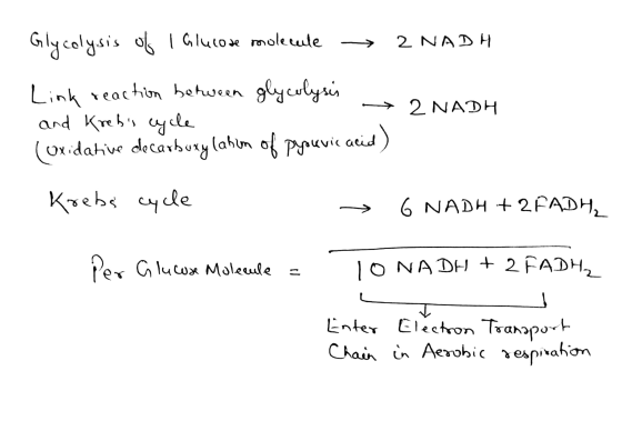 Glycolysis of l Glucose molecule 2 NADH 2 NADH Link reaction between glycolysis - and Krebs cycle (oxidative decarboxylation