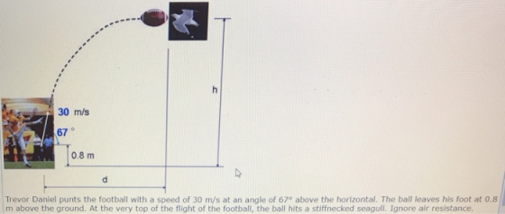 30 m/s 67 0.8 m Trevor Danlel punts the football with a speed of 30 m/s at an angle of 679 above the horizontal. The ball leaves his foot at 0.8 m above the ground. At the very top of the flight of the football, the ball hits a stiffnecked seagull. Ignore air resistance.