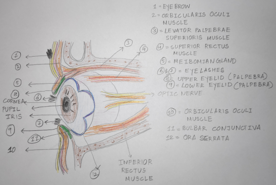 1 - EYEBROW 2= ORBICULARIS OCULI MUSCLE (3) - LEVATOR PALPEBRAE SUPERIORIS MUSCLE -SUPERIOR RECTUS MUSCLE ☺ MEIBOMIAN GLAND €