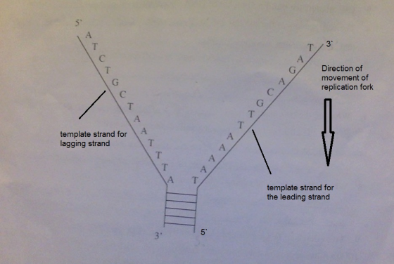 Direction of movement of replication fork & Lotoor & LA LEY template strand for lagging strand template strand for the leadin