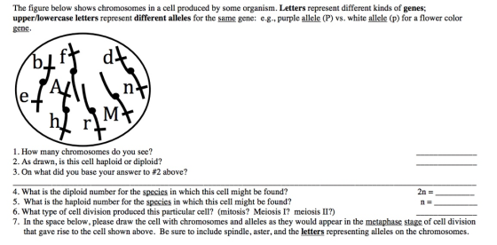 The figure below shows chromosomes in a cell produced by some organism. Letters represent different kinds of genes; upper/lowercase letters represent different alleles for the same gene: e.g., purple allele (P) vs. white allele (p) for a flower color gene. 1. How many chromosomes do you see? 2. As drawn, is this cell haploid or diploid? 3. On what did you base your answer to #2 above? 2n = 4. What is the diploid number for the species in which this cell might be found? 5. What is the haploid number for the species in which this cell might be found? 6. What type of cell division produced this particular cell? (mitosis? Meiosis I? meiosis II?) 7. In the space below, please draw the cell with chromosomes and alleles as they would appear in the metaphase stage of cell division that gave rise to the cell shown above. Be sure to include spindle, aster, and the letters representing alleles on the chromosomes