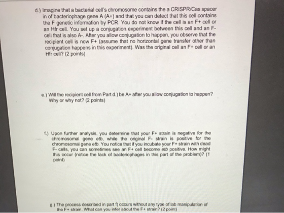 d.) Imagine that a bacterial cells chromosome contains the a CRISPR/Cas spacer in of bacteriophage gene A (A+) and that you