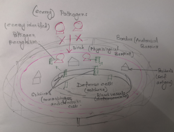 (enemy (enemy identified Pathogens o Pathogen peen Matem Border (Anatomical - Barpiest (Physiological Ditch - Residents (self