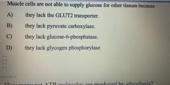 Muscle cells are not able to supply glucose for other tissues because they lack the GLUT2 transporter. they lack pyruvate car