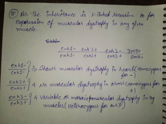 # As the inheritance is X-linked recessine to for experession of muscular dystrophy in any given muscle. Enkt enhl- enhl- enh