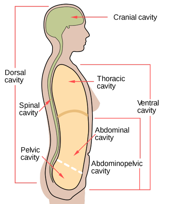 Cranial cavity Dorsal cavity Thoracic cavity Spinal cavity Ventral cavity Abdominal cavity Pelvic cavity Abdominopelvic cavit