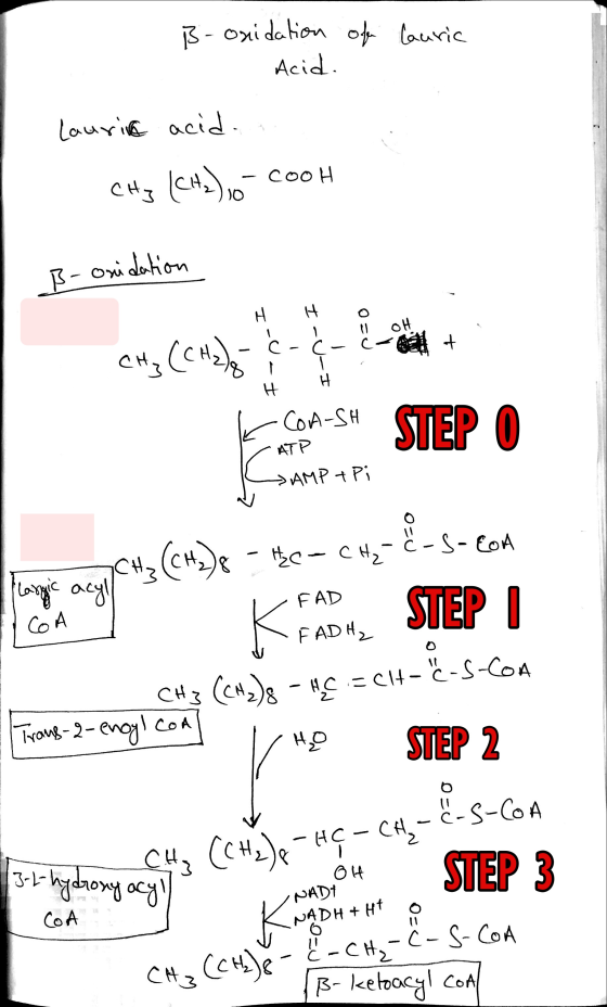 B- onidation of lauric Acid. Laurive acid. (CH2) vc CH3 cooh B- onidation H H OH Ć- + CH₂ (CH2) = H H COA-SH STEP O АТР → AMP