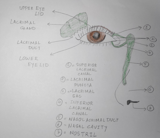 UPPER EYE LACRIMAL GLAND LACRIMAL DUCT LOWER EYELID - SUPERIOR LACRIMAL CANAL (2) = LACRIMAL PUNCTA LACRIMAL SAC - INFERIOR L