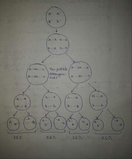 (A a B- 6- (A-A a--al (B-- B -6) F (A-Aa-al Two possible A-QA - - A) B--Bbm-a arrangem- ents B -- Bb - b/ A - - AA B-- B B--