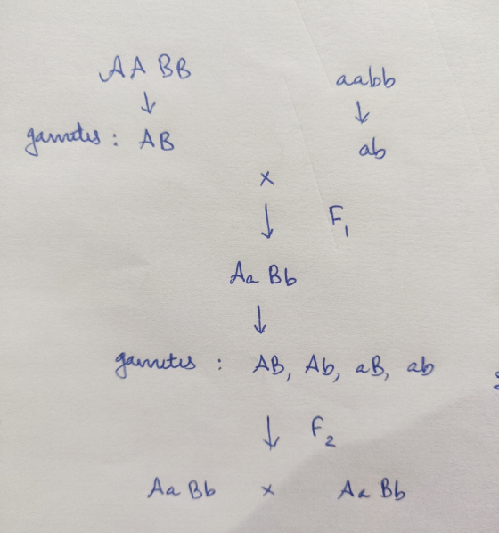 AABB aabb ganrites: AB ab X -> F Aa Bb -> garretes : AB, Ab, aB ab t fa Aa Bb x Aa Bb
