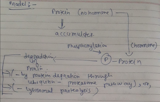 model: - Protein Cno hormone) - Chormone accumulates Phosphorylation degradhan Proker - by protein degration through ubiquinn