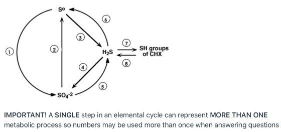 H2S S H groups of CHX 504-2 IMPORTANT! A SINGLE step in an elemental cycle can represent MORE THAN ONE metabolic process so n