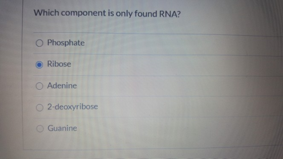Which component is only found RNA? O Phosphate Ribose O Adenine O 2-deoxyribose Guanine