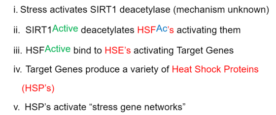 i. Stress activates SIRT1 deacetylase (mechanism unknown) ii. SIRT1Active deacetylates HSFAcs activating them ii. HSFActive