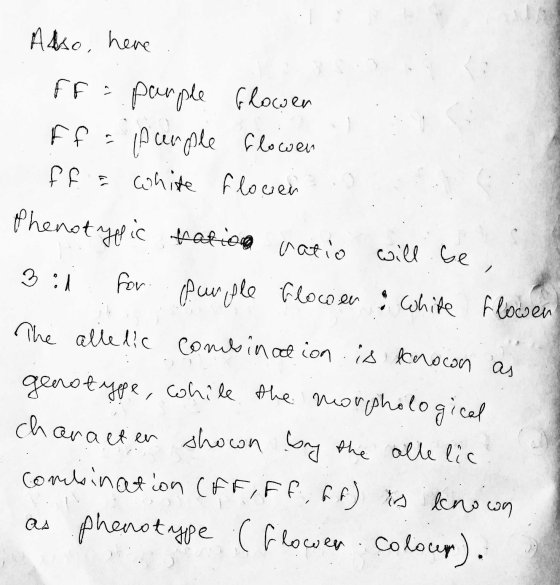 Also here ff : pample flower F fa purple flowen ff & white flowen Phenotypic ration ratio will be , 3:1 for (purple Flowen wh