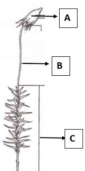 А B с