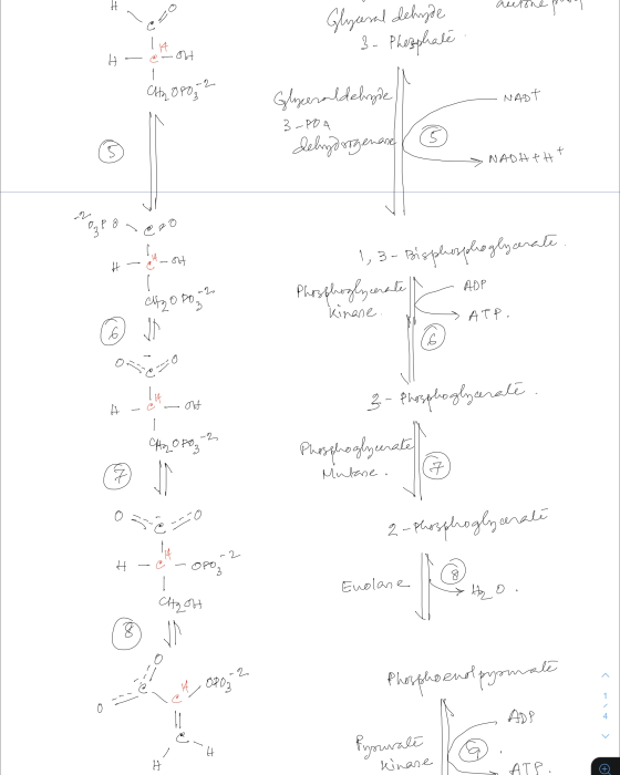 - autone pour Glycanal dehyde . 3. Phezphate . ! 4 out CHOPO-2 NADT Glyceraldehyde 3-004 dehydrogenase ( 6 NADHTHT o, r eco